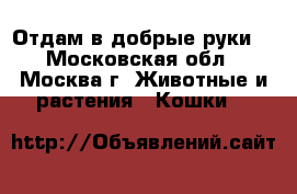 Отдам в добрые руки! - Московская обл., Москва г. Животные и растения » Кошки   